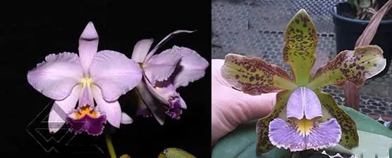 Cattleya warneri coerulea 'Suzuki' x schilleriana coerulea