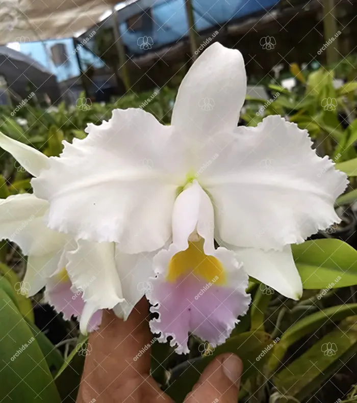 Cattleya trianae amesiana 'Jordao' x 'Padre Gonzalez'