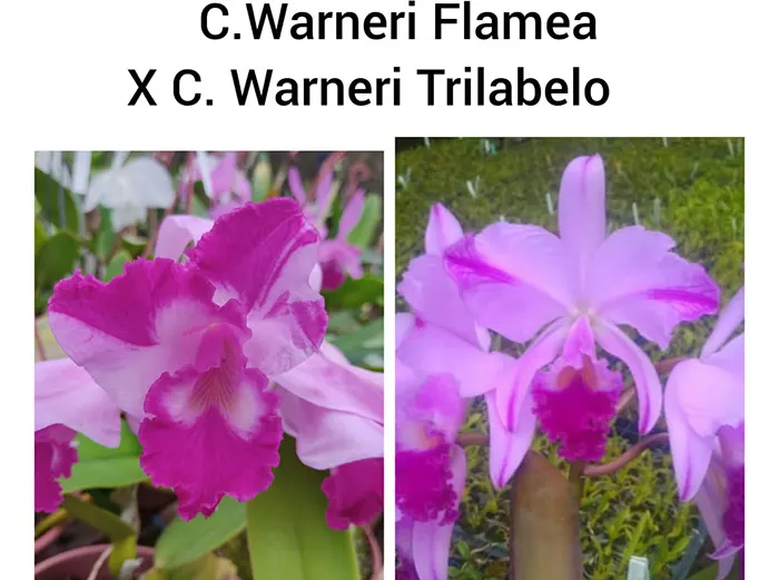 Cattleya warneri flamea x trilabelo
