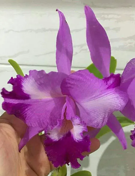 Cattleya warneri flamea x trilabelo