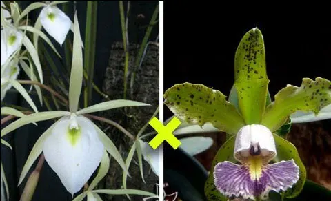 Brassavola tuberculata x Cattleya schilleriana coerulea