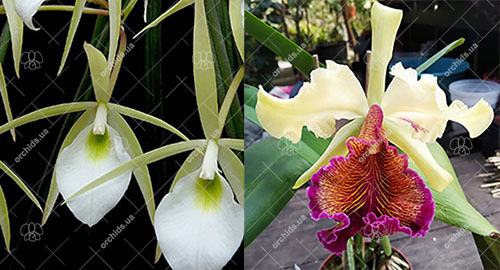 Brassavola tuberculata x Cattleya dowiana