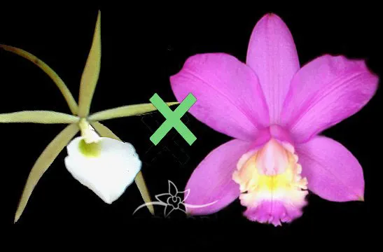 Brassavola tuberculata x Cattleya harrisoniana 'Caliman'