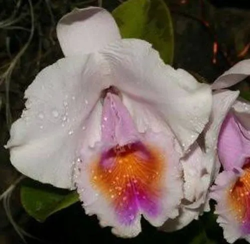 Cattleya quadricolor