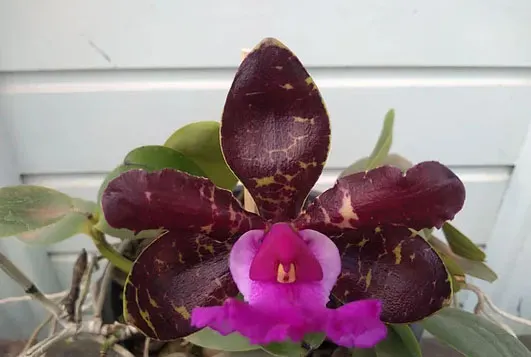 Cattleya aclandiae escura 'Caliman' x 'JRD'