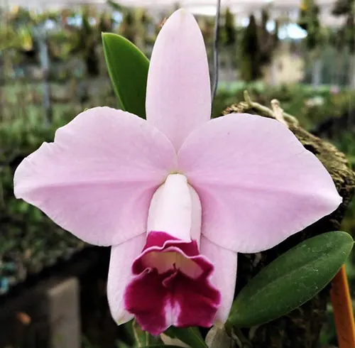 Laelia pumila vinicolor 'AWZ' x self