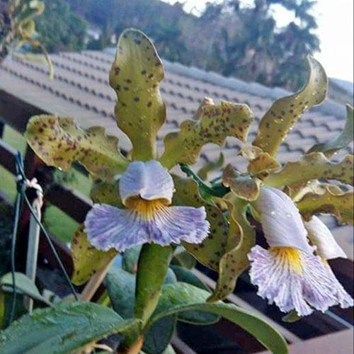 Cattleya schilleriana coerulea (GQ) x self