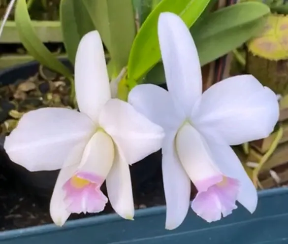 Laelia pumila amoena 'Dona Maria da Gloria' x pumila amoena