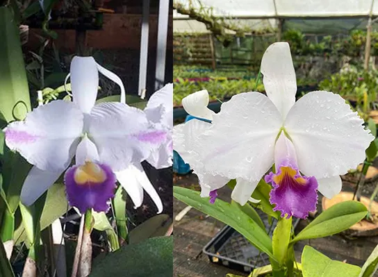 Cattleya trianae coerulea 'Heitor' x 'Caliman'