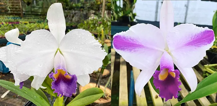 Cattleya trianae coerulea 'Caliman' x flamea 'Joaozinho'