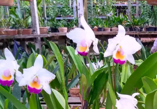 Cattleya chocoensis