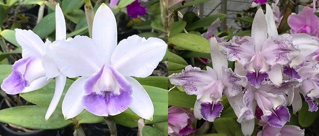 Cattleya intermedia coerulea 'Vitoria' x coerulea 'Dona Lu'
