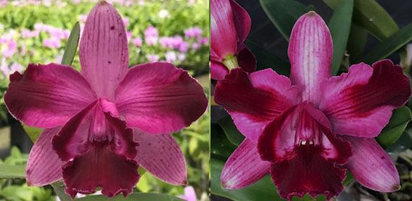 Cattleya intermedia marginata '1330 CG' x marginata '1330 Gomes'