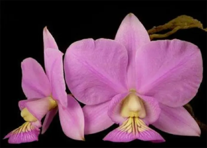 Cattleya nobilior Fatal Atracction