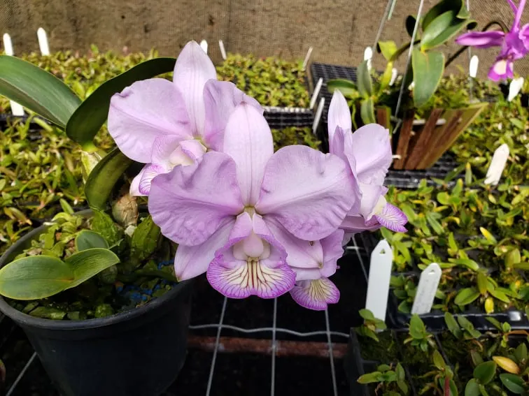 Cattleya nobilior select III Fatal x Perfection