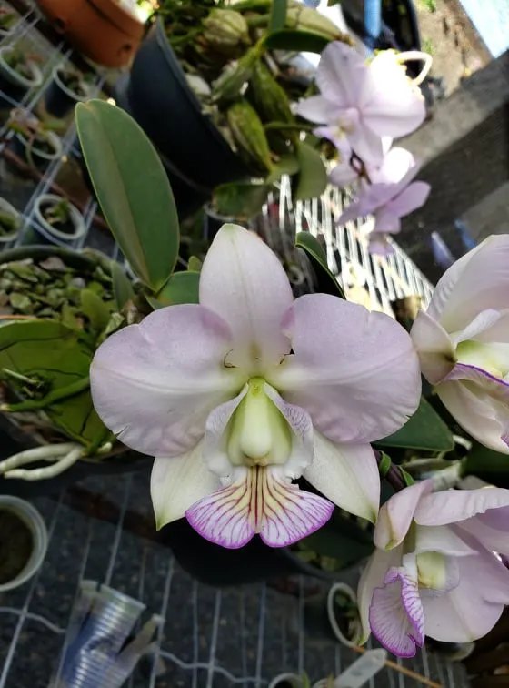 Cattleya nobilior select II Fatal x Perfection