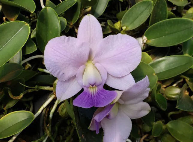 Cattleya walkeriana coerulea HG 01