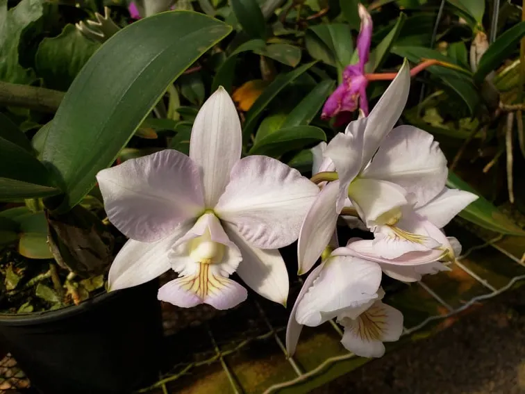 Cattleya nobilior amaliae select HG