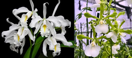Cattleya maxima alba x Encyclia randii alba