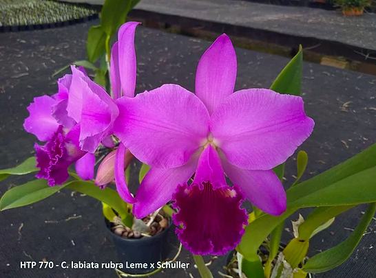 Cattleya labiata rubra 'Leme' x rubra 'Schuller'
