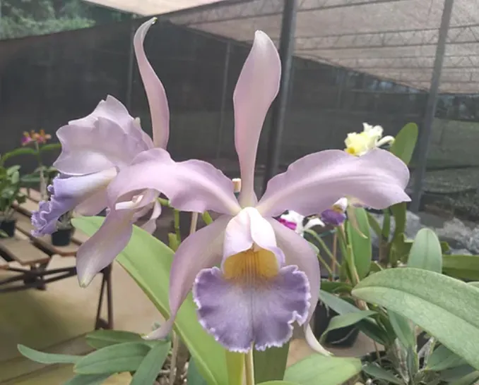 Cattleya gaskelliana coerulea x schilleriana coerulea