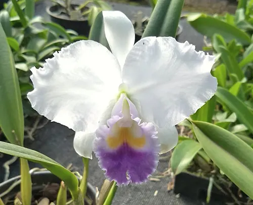 Cattleya trianae coerulea 'III' x 'V'