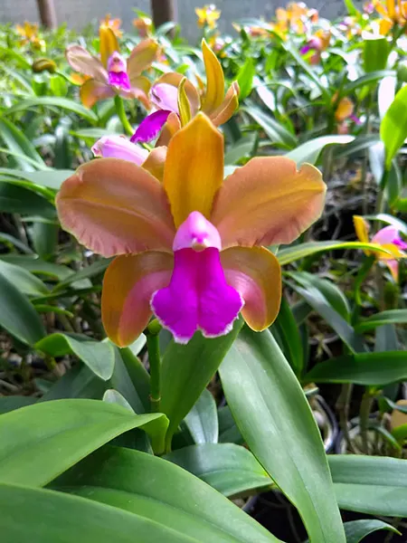 Cattleya bicolor 'Pedrinho' x tipo XXXX