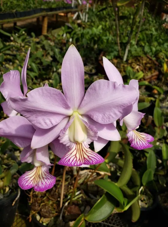 Cattleya nobilior amaliae 'Labelo perfeito'