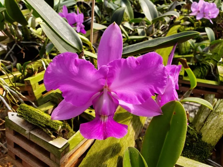 Cattleya walkeriana pelorica 'Sangue Real'