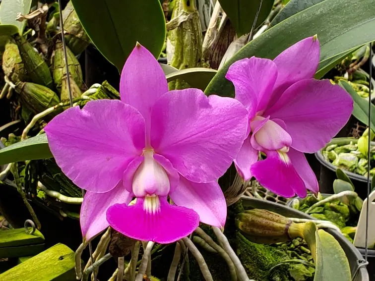 Cattleya walkeriana tipo 'Serra do Engano'