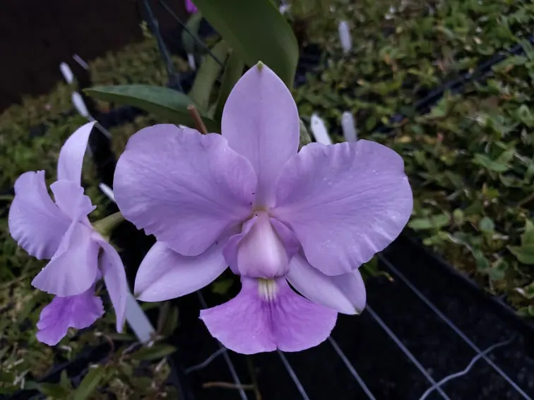 Cattleya walkeriana coerulea 'Higor HG'