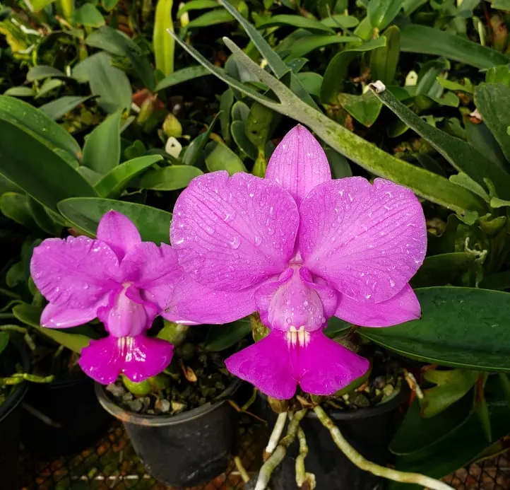 Cattleya walkeriana tipo 'Dona Dalva'