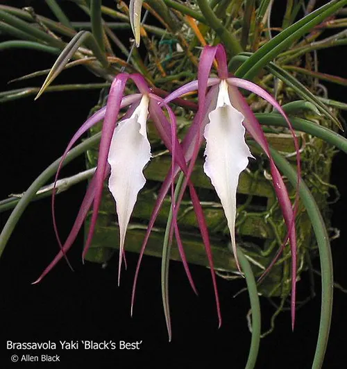 Brassavola Yaki 'Black's Best'