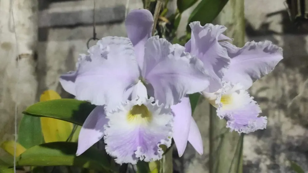 Cattleya warneri amesiana 'Capote'
