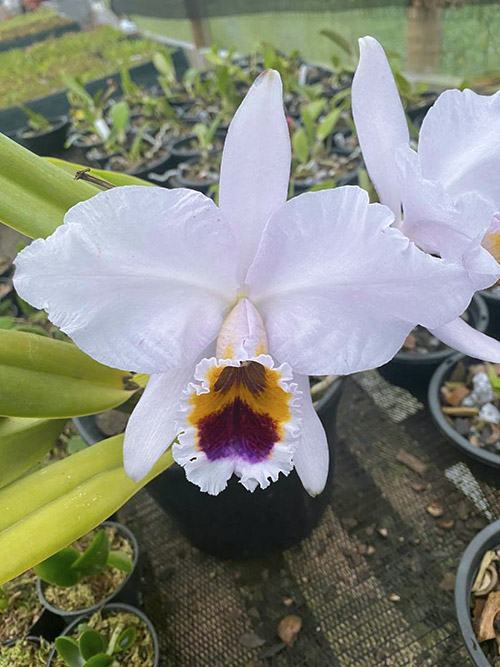 Cattleya percivaliana coerulea 'Bela' x self