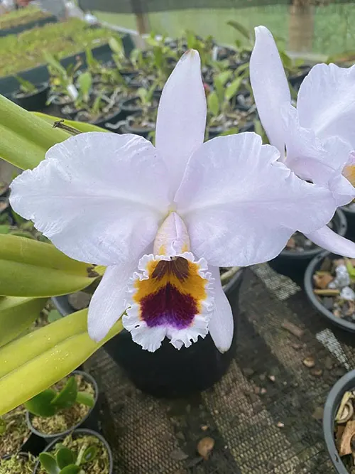 Cattleya percivaliana coerulea 'Bela' x self
