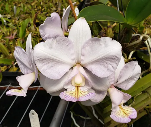 Cattleya nobilior amalie 'Lhar' x self