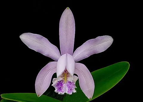 Cattleya x isabellae (forbesii x intermedia)