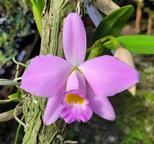 Laelia alaori x praestans suave orlata