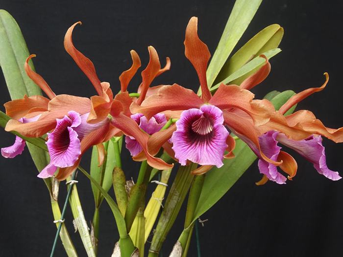 Laelia tenebrosa (selecta x escura)