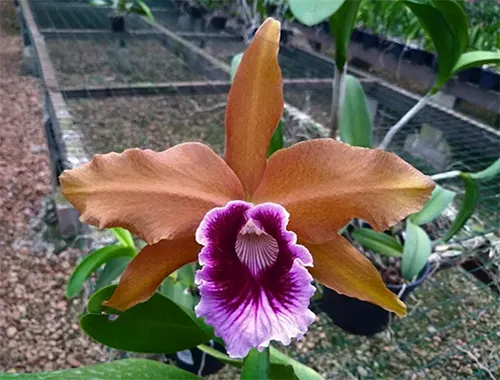 Laelia tenebrosa escura 4N x mais escura 4N