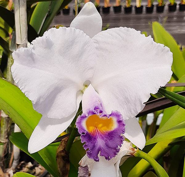 Cattleya trianae coerulea 'Luna Muisca' x pincelada 'Taky-Huaylla'
