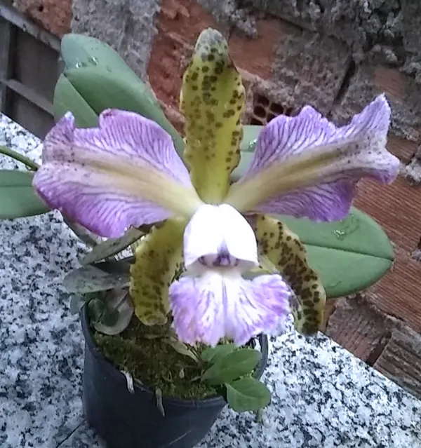 Cattleya schilleriana pelorica