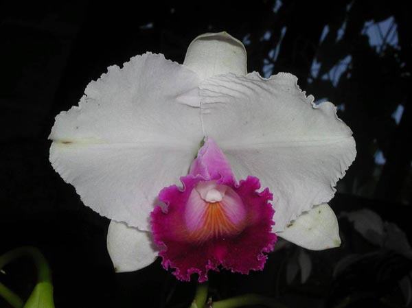 Cattleya quadricolor 'Girardota' x self