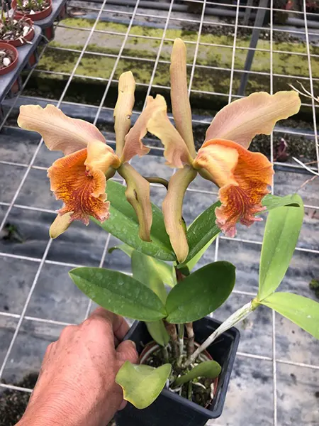 Cattleya Fulvescens (forbesii x dowiana)
