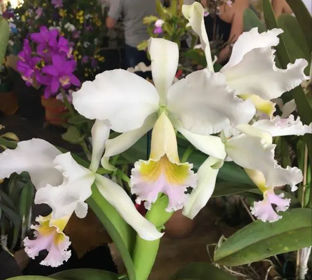 Cattleya rex albescens