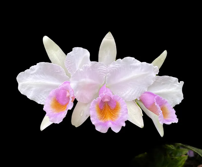 Cattleya schroederae 'Sfriso'