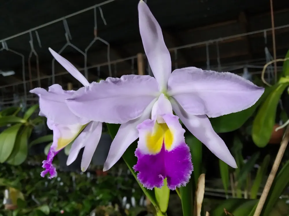 Cattleya eldorado seedling