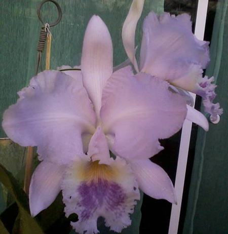 Cattleya warneri coerulea 'Renata Dihel' x self