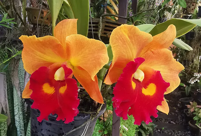 Rhyncholaeliocattleya Nakhonchaisri Delight '#2'